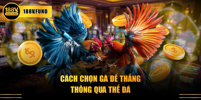 Cách chọn gà để thắng thông qua thế đá